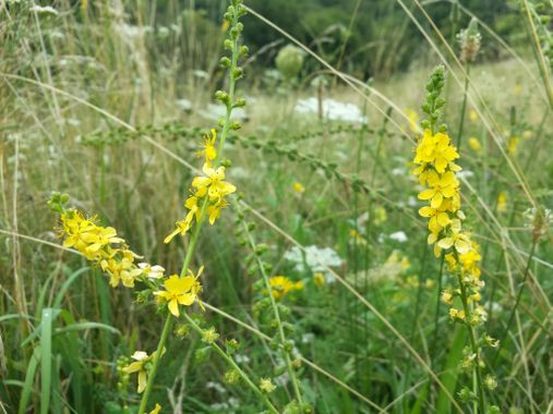 Repík lekársky – Agrimonia eupatoria L.