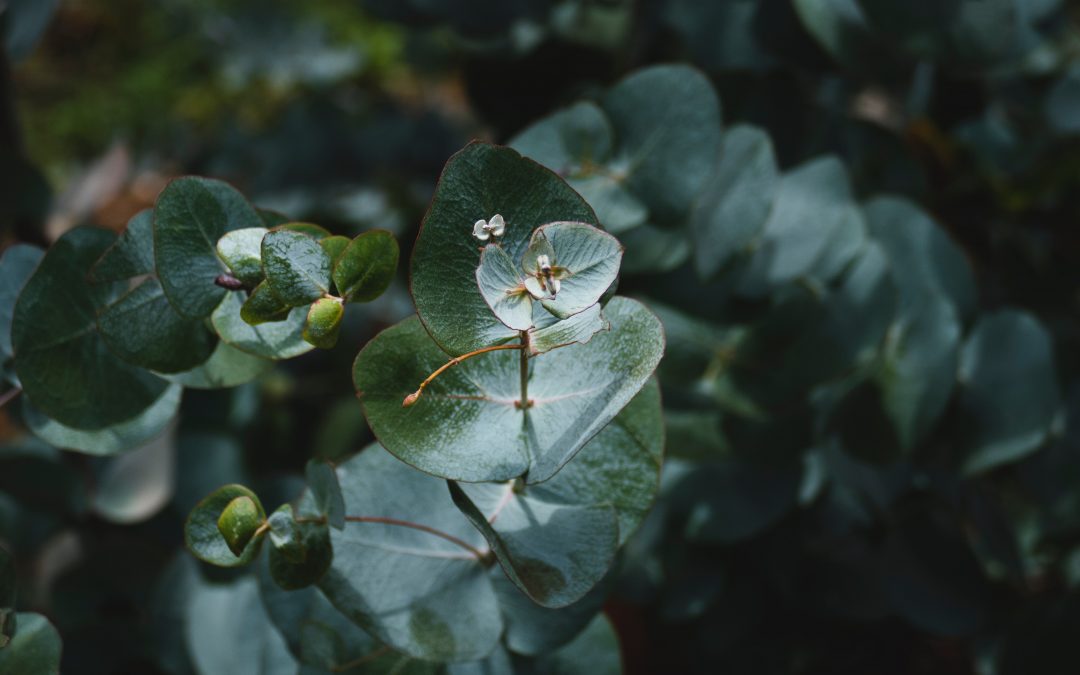Eukalyptus guľatoplodný – Eucalyptus globulus