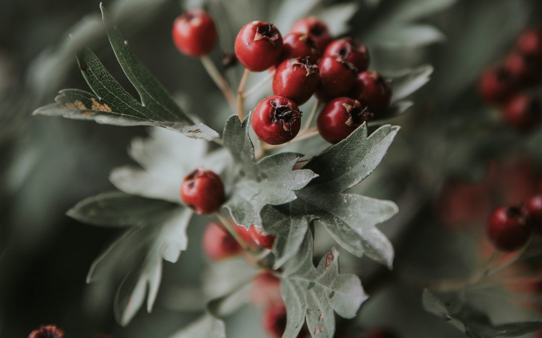 Hloh obyčajný – Crataegus laevigata