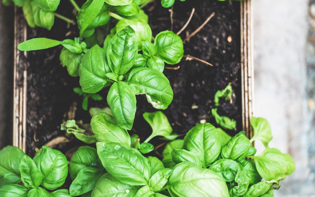 Bazalka pravá – Ocimum basilicum L.