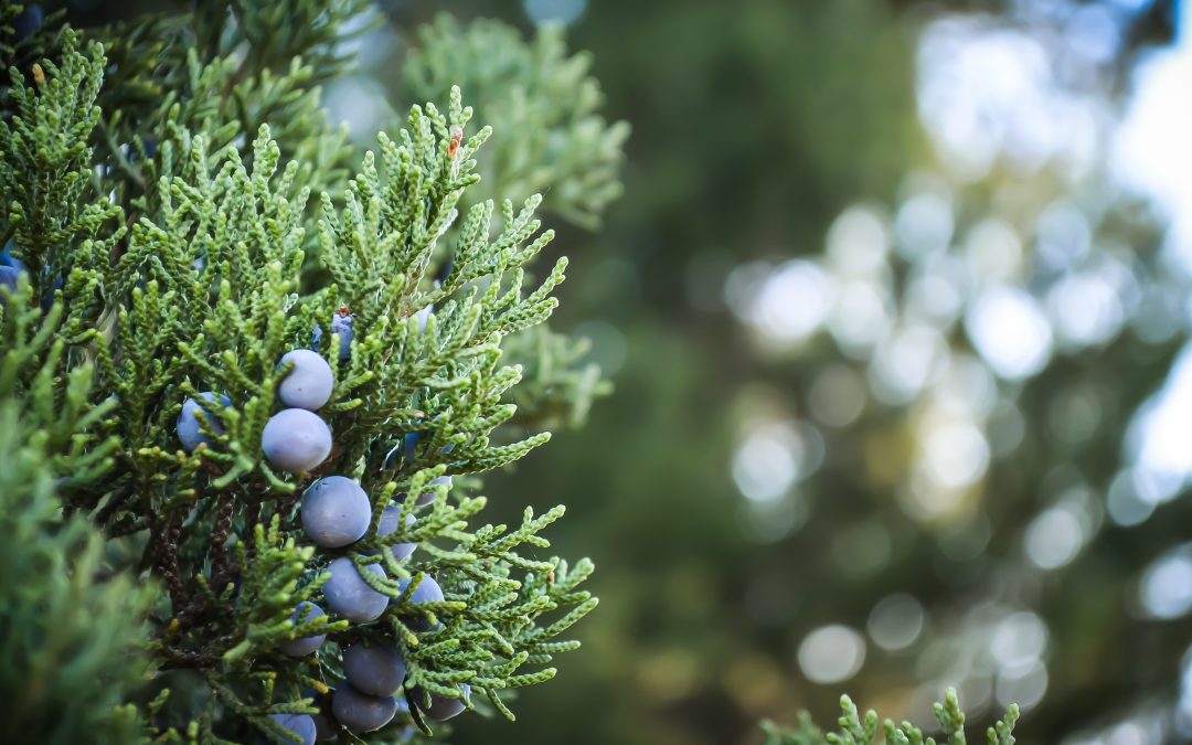 Borievka obyčajná – Juniperus communis