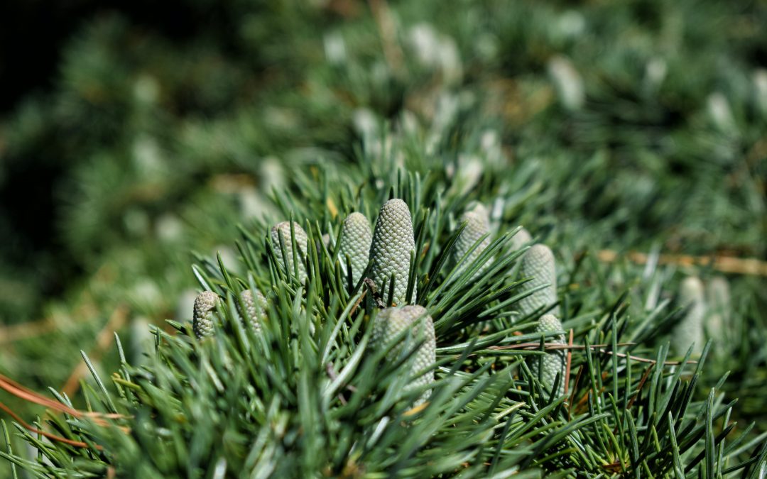 Borovica lesná – Pinus sylvestris