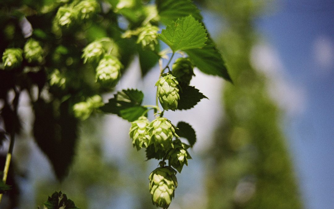 Chmeľ obyčajný – Humulus lupulus