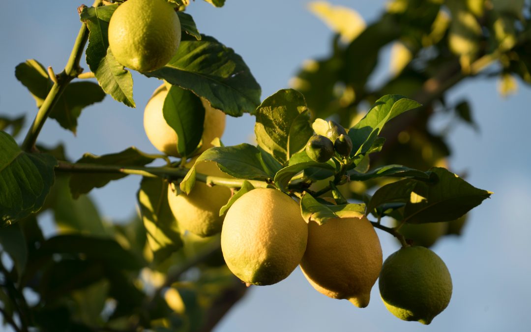 Citrónovník pravý – Citrus limon