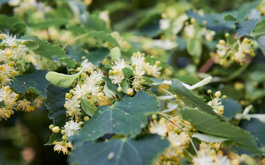 Lipa veľkolistá – Tilia platyphylla