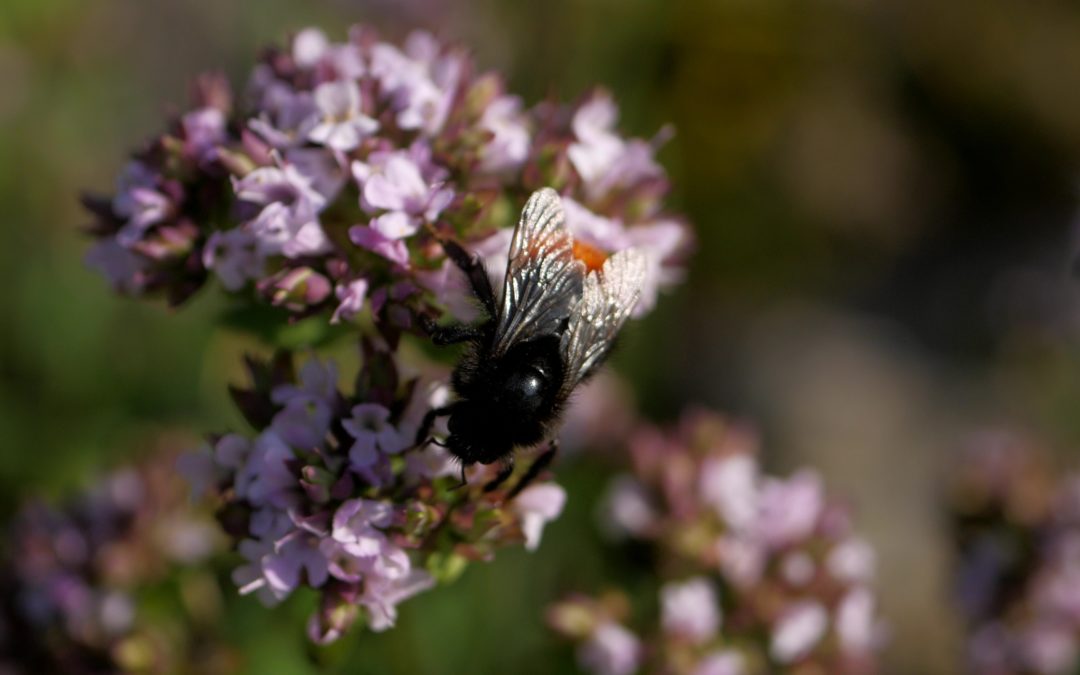 Majorán záhradný – Majorana hortensis