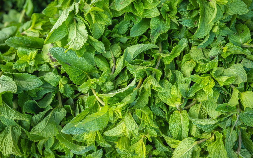 Mäta prieporná – Mentha piperita