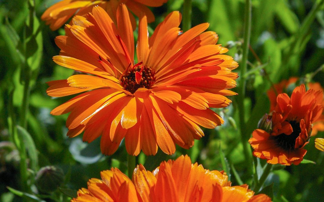 Nechík lekársky – Calendula officinalis