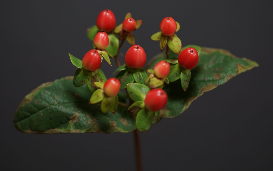 Ľubovník bodkovaný – Hypericum perforatum