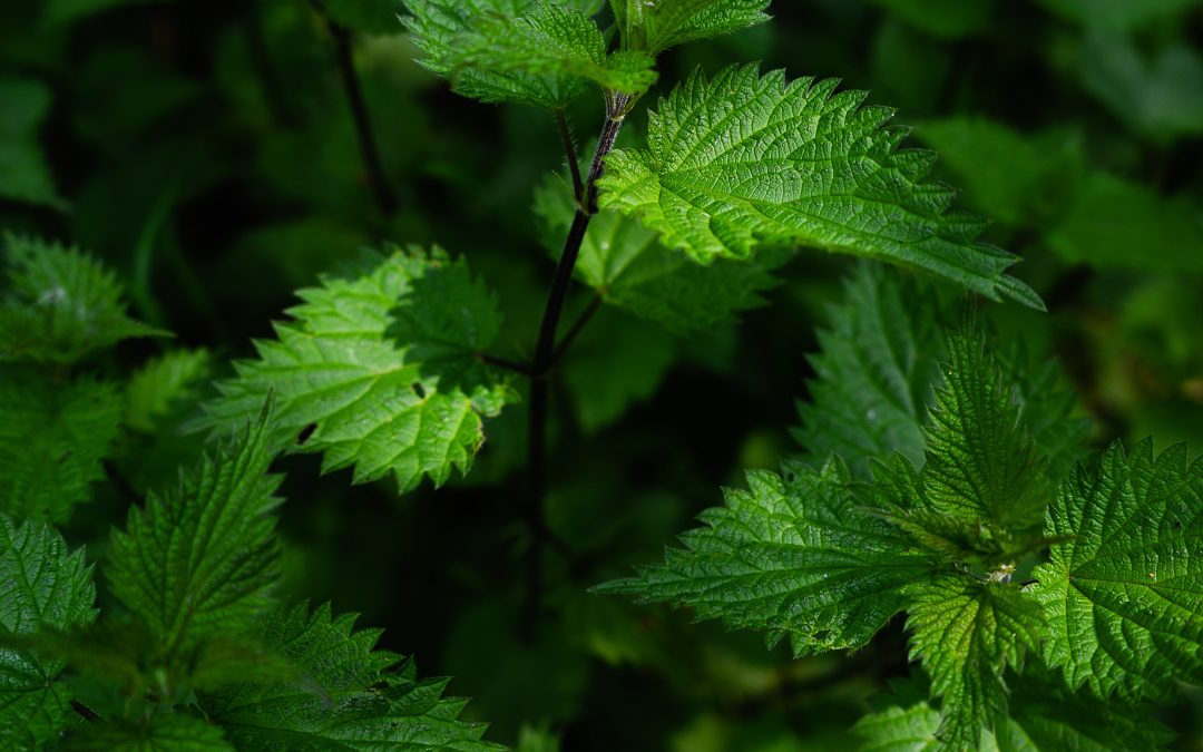 Žihľava dvojdomá – Urtica dioica