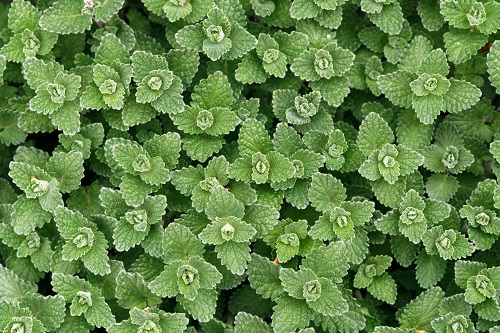 Kocúrnik obyčajný – Nepeta cataria