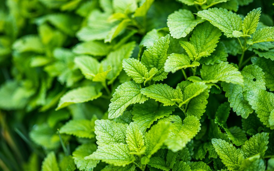 Medovka lekárska – Melissa officinalis