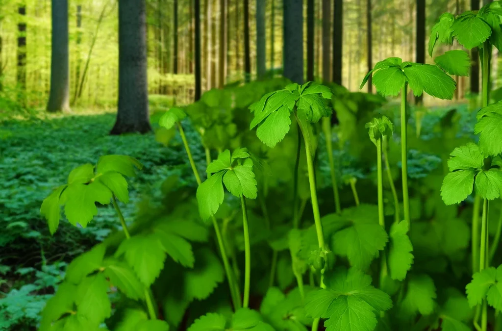 Ligurček lekársky – Levisticum officinale