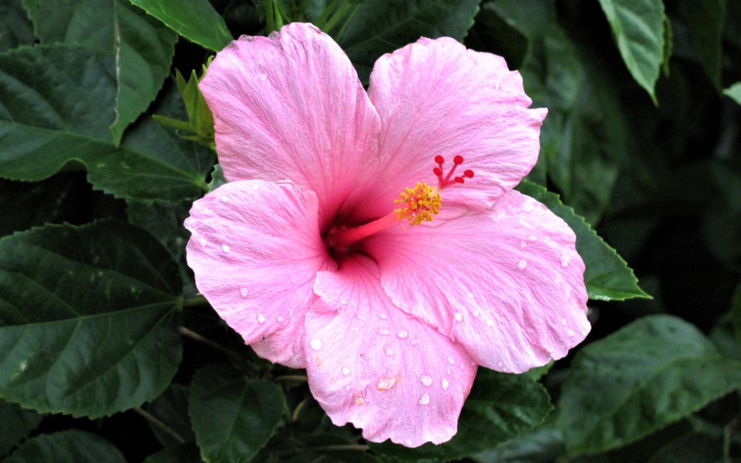 Ibiš lekársky – Althaea officinalis
